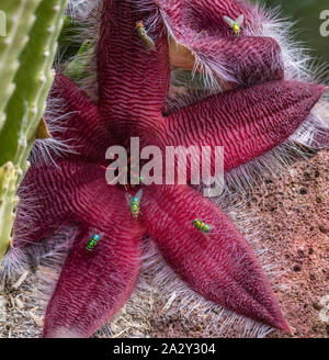 Star fisch Kaktus oder Stapelia grandiflora mit Fliegen pollenating der Kaktus Pflanze mit riesigen auffälligen Blüten, denen der Geruch des verwesenden Fleisch. Stockfoto