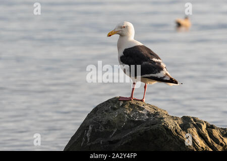 Vogel von Pacific Möwe auf felsigen Ufer des Pazifischen Ozeans und sieht sich um. Wild, wild lebenden Tiere auf Küste im Pazifik Küste der Russischen Stockfoto