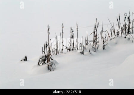 Tot krautigen Pflanzen durch den Schnee in Finnland im Winter kommen. Auf diesem Foto sehen Sie eine Menge Schnee und einigen Pflanzen während eines sonnigen Winter Stockfoto