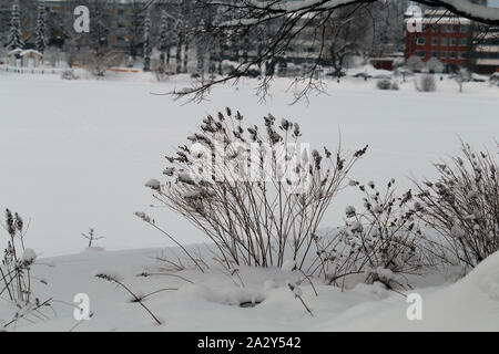 Tot krautigen Pflanzen durch den Schnee in Finnland im Winter kommen. Auf diesem Foto sehen Sie eine Menge Schnee und einigen Pflanzen während eines sonnigen Winter Stockfoto