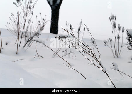 Tot krautigen Pflanzen durch den Schnee in Finnland im Winter kommen. Auf diesem Foto sehen Sie eine Menge Schnee und einigen Pflanzen während eines sonnigen Winter Stockfoto