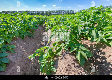 Holländische Landschaft mit geraden Reihen von grünen Kartoffel Pflanzen im Sommer Stockfoto