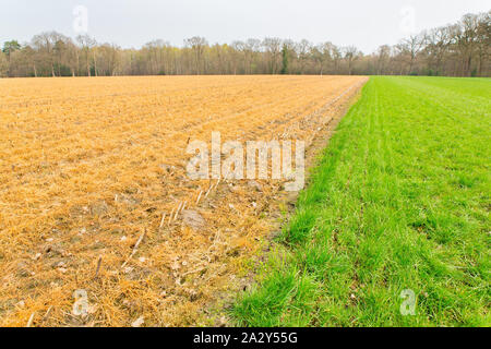 Grüne Wiese und sprühte gelber Mais Feld in Holland Stockfoto