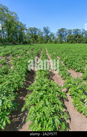 Kartoffelfeld mit geraden Reihen von Kartoffelpflanzen in den Niederlanden Stockfoto