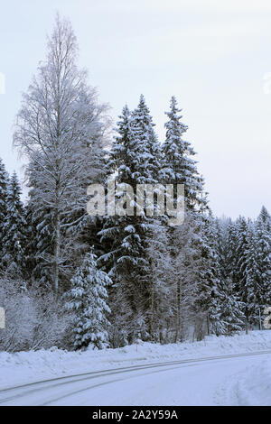 Wald im Winter. Auf diesem Foto können Sie mehrere immergrüne Bäume mit vielen schweren Schnee auf ihren Ästen sehen. Schneebedeckten Boden. Kalten Wintertag. Stockfoto