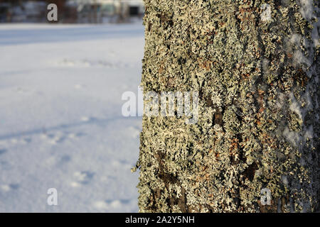 Baumrinde mit Silber/grauen Flechten und etwas Eis mit Schnee, bedeckt. Im Hintergrund kann man weiss verschneiten Boden. Stockfoto