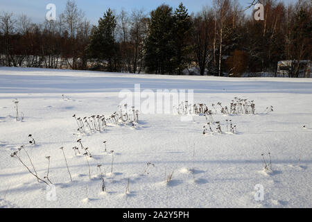 Tot krautigen Pflanzen durch den Schnee in Finnland im Winter kommen. Auf diesem Foto sehen Sie eine Menge Schnee und einigen Pflanzen während eines sonnigen Winter Stockfoto