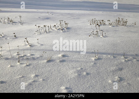 Tot krautigen Pflanzen durch den Schnee in Finnland im Winter kommen. Auf diesem Foto sehen Sie eine Menge Schnee und einigen Pflanzen während eines sonnigen Winter Stockfoto