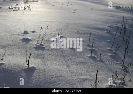 Tot krautigen Pflanzen durch den Schnee in Finnland im Winter kommen. Auf diesem Foto sehen Sie eine Menge Schnee und einigen Pflanzen während eines sonnigen Winter Stockfoto