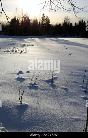 Tot krautigen Pflanzen durch den Schnee in Finnland im Winter kommen. Auf diesem Foto sehen Sie eine Menge Schnee und einigen Pflanzen während eines sonnigen Winter Stockfoto