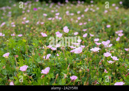 Pink primrose Blumen auf dem Beet. Lila Nachtkerze Blüte und Blätter. botanischer Name Oenothera speciosa. Bunte Blume Bett als decorativ Stockfoto