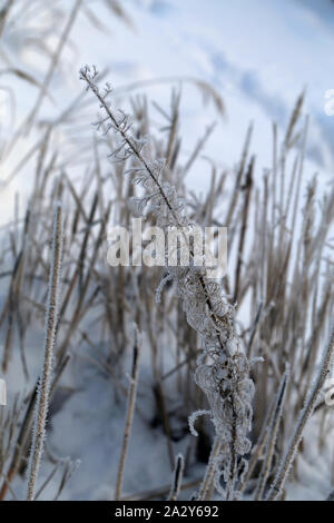 Tot krautigen Pflanzen durch den Schnee in Finnland im Winter kommen. Auf diesem Foto sehen Sie eine Menge Schnee und einigen Pflanzen während eines sonnigen Winter Stockfoto