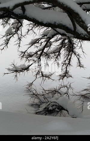 Snowy Zweige berühren der Schnee auf dem Boden. Nahaufnahme Farbe Bild. Während ein Wintertag in Finnland, Nordeuropa fotografiert. Stockfoto