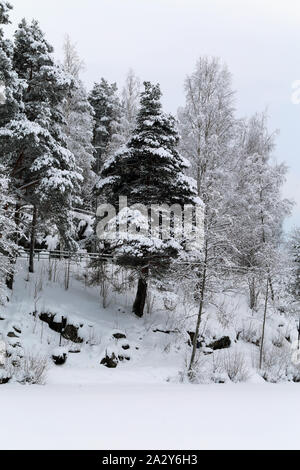 Wald im Winter. Auf diesem Foto können Sie mehrere immergrüne Bäume mit vielen schweren Schnee auf ihren Ästen sehen. Viel Schnee auf dem Boden zu. Stockfoto