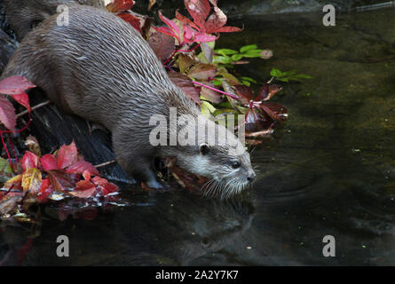 Kleine Krallen Asian Otter bereit für Schwimmen Stockfoto