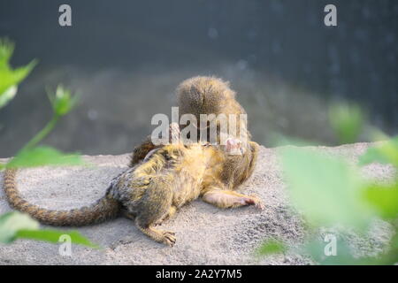 Pygmäen Krallenaffen Stockfoto