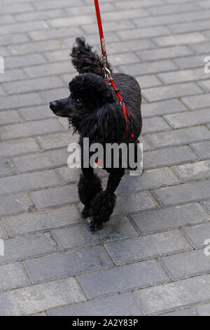 Gutmütige Schwarze Pudel mit einem eleganten Frisur. Dies ist eine der ältesten Hunderassen. Stockfoto