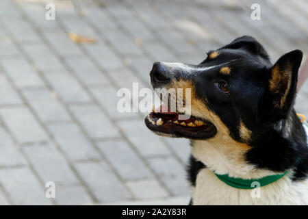 Drei farbigen Swiss Mountain dog - weiblich, intelligent, fleissig, guter Schutz, attraktive farbige, idealen Hund für die Familie. Stockfoto