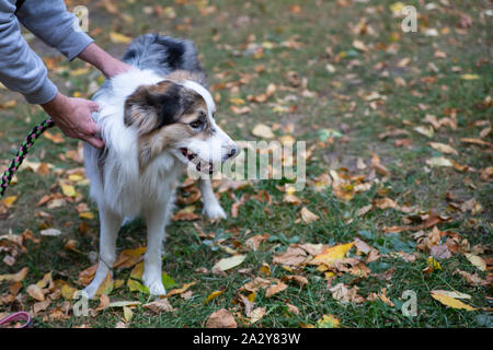 Der Australian Shepherd oder Assi ist nicht nur ein ausgezeichneter Hirte, sondern auch ein treuer Begleiter. Im Herbst Park auf dem Hintergrund der gelben verlassen Stockfoto