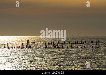 Kormoran Phalacrocorax carbo Rastplätze auf Beiträge im Etang de Vaccares in späten Abend leichte regionale Naturpark der Camargue Frankreich Firma Febru Stockfoto