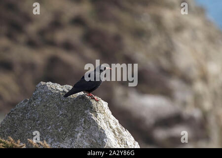 Red-billed Alpenkrähe Pyrrhocorax pyrrhocorax Individuelle auf Klippen South Stack Klippen RSPB Reservat Holyhead ANGLESEY Wales UK April 2016 beringt Stockfoto