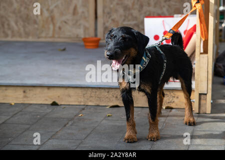 Die Deutsche Jagd Terrier oder Yagd Terrier ist eine unabhängige, entscheidende, furchtlose Hund. Grundsätzlich nicht geeignet für faul und Melancholie Menschen, aber ich Stockfoto