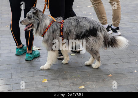 Der Australian Shepherd oder Assi ist nicht nur ein ausgezeichneter Hirte, sondern auch ein treuer Begleiter. Im Herbst Park auf dem Hintergrund der gelben verlassen Stockfoto