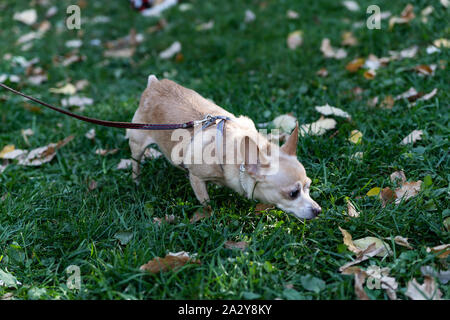 Chihuahuas haben unglaublich populär geworden als Miniatur zahme Hunde. Treuen Haustiere mit einem Spaß und leichtfertig Stockfoto