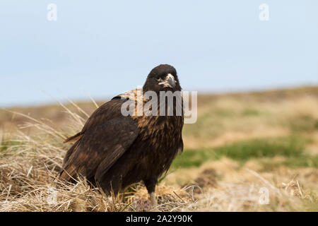 Südlicher Karakara Phalcoboenus australis in rauen Gräser Seelöwen Island Falkland Inseln Britisches Überseegebiet Dezember 2016 Stockfoto