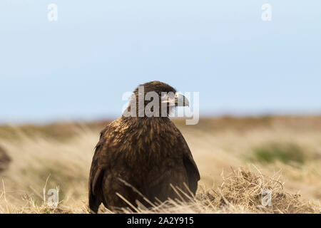 Südlicher Karakara Phalcoboenus australis in rauen Gräser Seelöwen Island Falkland Inseln Britisches Überseegebiet Dezember 2016 Stockfoto