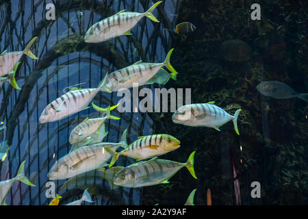 Exotische tropische Fische schwimmen in einem großen Aquarium Stockfoto