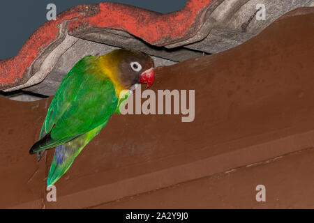 Gelb-collared Lovebird hocken auf Gesims eines Hauses Stockfoto