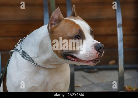 Der American Staffordshire Terrier ist ein Krieger ohne Furcht und Tadel, einer starken, intelligenten, treuen Hund, der Lage ohne Zögern der Ständigen Stockfoto