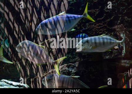 Exotische tropische Fische schwimmen in einem großen Aquarium Stockfoto