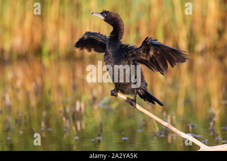 Pygmy Kormoran Phalacrocorax pygmeus thront auf toten Zweig an einem See in der Nähe von Nationalpark Kiskunsag Tiszaalpar Ungarn Juni 2017 Stockfoto