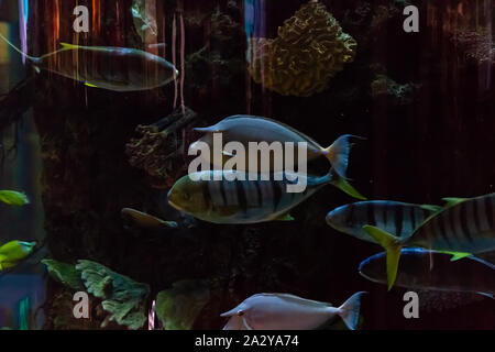 Exotische tropische Fische schwimmen in einem großen Aquarium Stockfoto