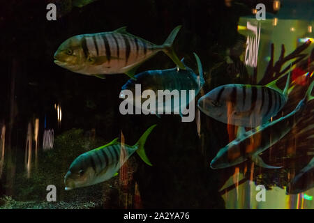 Exotische tropische Fische schwimmen in einem großen Aquarium Stockfoto