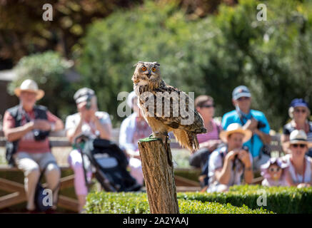 Milandes, Frankreich - 4 September, 2018: die Touristen sehen das Zeigen der Greifvögel im Chateau Les Milandes, eine Burg in der Dordogne, Aquitaine, F Stockfoto