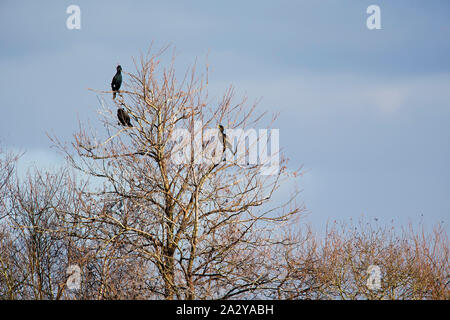 Kormoran Phalacrocorax carbo Drei in einem Alder Alnus glutinosa thront, neben Ivy See, blashford Seen, Hampshire und Insel Stockfoto