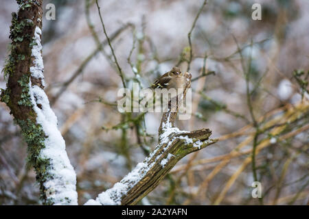 Gemeinsame buchfink Fringilla coelebs weiblichen auf verschneiten Zweig thront, blashford Seen, Hampshire, Isle of Wight Wildlife Trust finden, Stockfoto