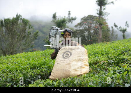 Tamilische Arbeiter zupfen Teeblätter auf einer Teeplantage in Munnar, Kerela. Stockfoto