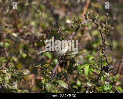 Chiffchaff Phylloscopus collybita in Brombeere Rubus fruiticosus thront, blashford Seen, Hampshire, Isle of Wight Wildlife Trust Res Stockfoto