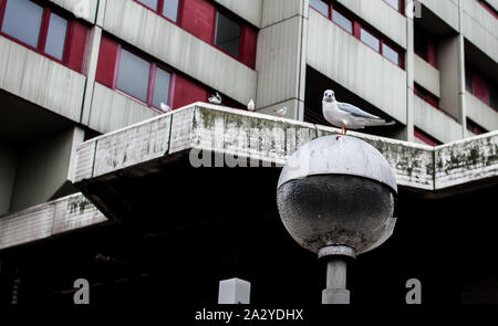 Eine Möwe auf eine Lampe in einem städtischen Umfeld. Hannover, Deutschland, Europa Stockfoto