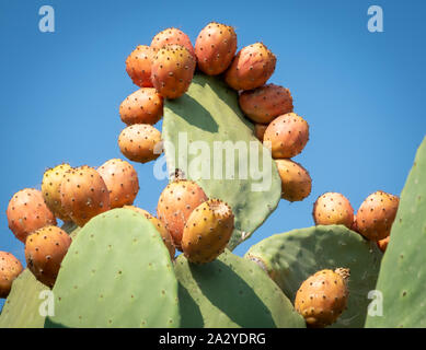 Nahaufnahme eines Pricly Birne pflanzen und ihre Früchte, während sie wächst. Stockfoto