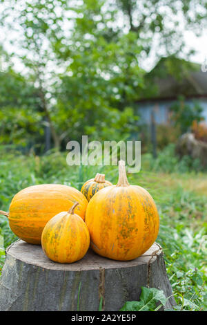 Orange sonnengereiften Kürbisse liegt auf einem Baumstumpf, frisches Gemüse aus dem Garten Stockfoto