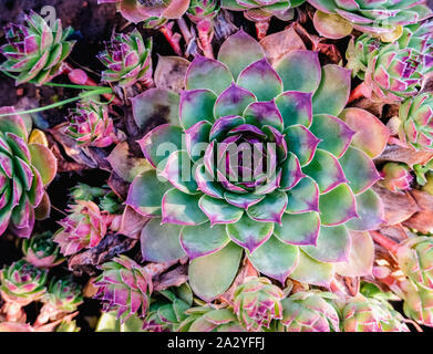 Sukkulenten im Blumenbeet. Ein Trend in der Flora Welt. Minze und Neonfarben auf Pflanzen Stockfoto
