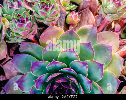 Sukkulenten im Blumenbeet. Ein Trend in der Flora Welt. Minze und Neonfarben auf Pflanzen Stockfoto