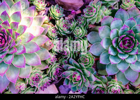 Sukkulenten im Blumenbeet. Ein Trend in der Flora Welt. Minze und Neonfarben auf Pflanzen Stockfoto