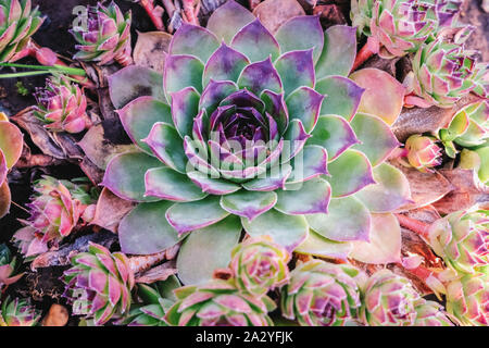 Sukkulenten im Blumenbeet. Ein Trend in der Flora Welt. Minze und Neonfarben auf Pflanzen Stockfoto