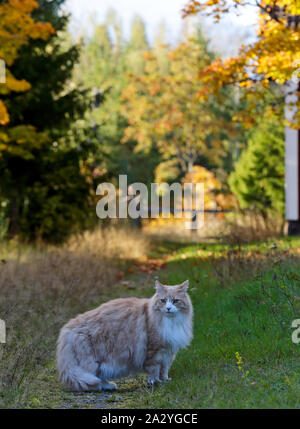 Eine creme Norwegische Waldkatze männlich stehend auf einem sonnigen Land straße Stockfoto